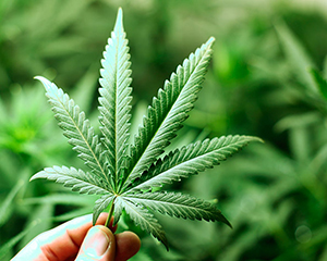 Уряд затвердив ліцензійні умови щодо обігу наркотичних засобів 1 marijuana
