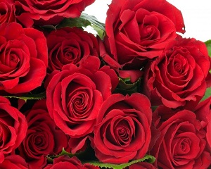 rosas vermelhas em flor 1024x57dd6