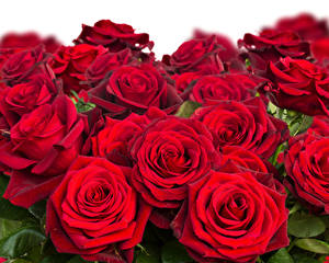 Roses Closeup Wine color 494557 300x240