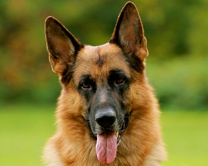 nemetskaya ovcharka8